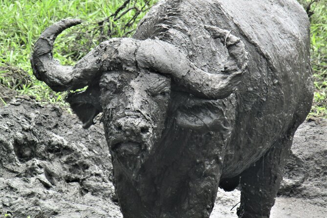 13 Days Private Tour to Discover Ugandas Best Safari - Preparing for the Unforgettable Journey
