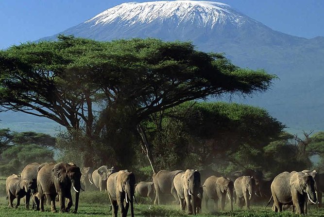 2-Day Amboseli National Park Safari- Daily Departures - Pickup and Meeting Logistics