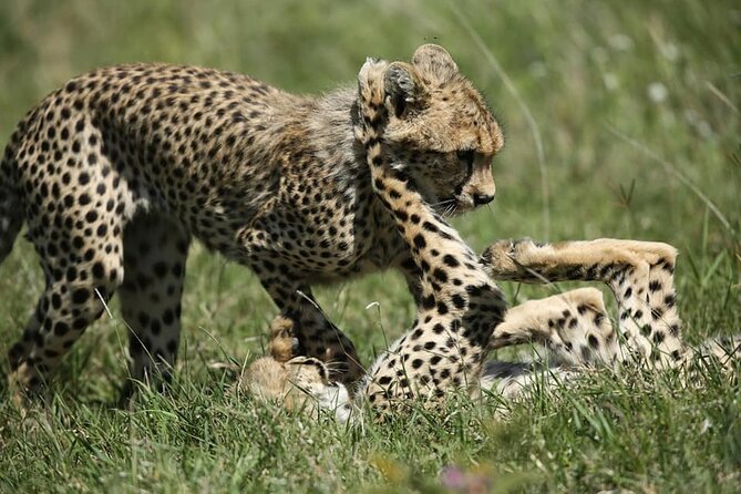 2-Day Private Guided Tour to Tarangire and Ngorongoro - Traveler Reviews and Ratings