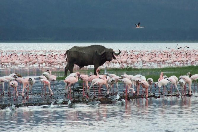 2 Day Tour Lake Nakuru, Hell S Gate & Lake Naivasha From Nairobi - Pricing and Booking