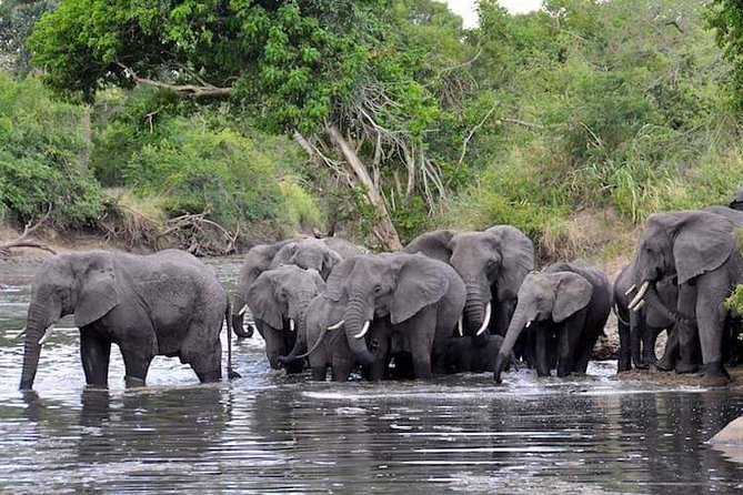 2 Days / 1 Night Join Group Safari - Traveler Requirements