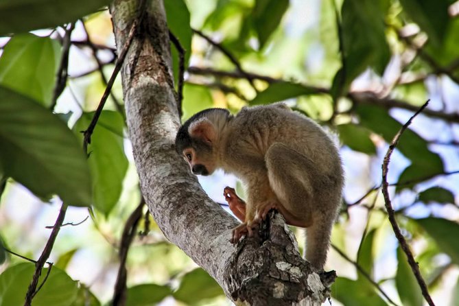 2 Days 1 Night – Peruvian Tambopata Jungle - Kayaking at Lake Sandoval