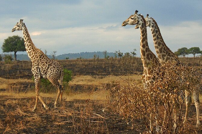 2 Days /1 Night Safari to Mikumi - Itinerary and Highlights