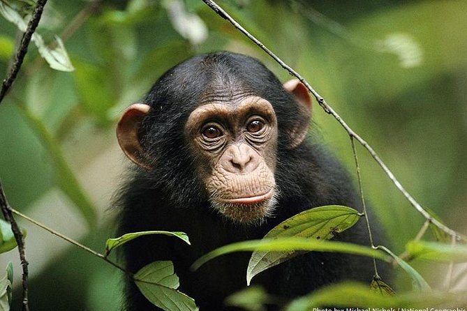 2 Days Chimpazee Safari in Kibale Forest Park Uganda. - Chimpanzee Tracking Experience
