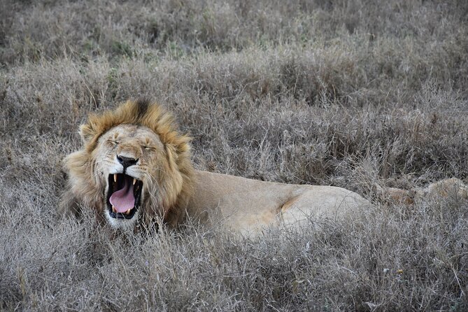 2 Days Safari Through Tarangire NP and Lake Manyara NP - Health and Safety Considerations