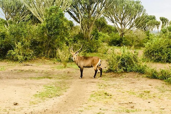 2 Days Safari to Queen Elizabeth National Park With Cruise - Inclusions and Exclusions