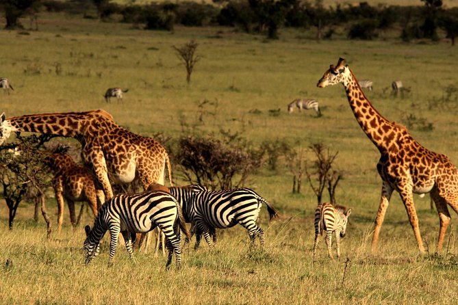 2 Days Tarangire & Ngorongoro Budget Safari Tour Tanzania - Professional Guide and Insurance