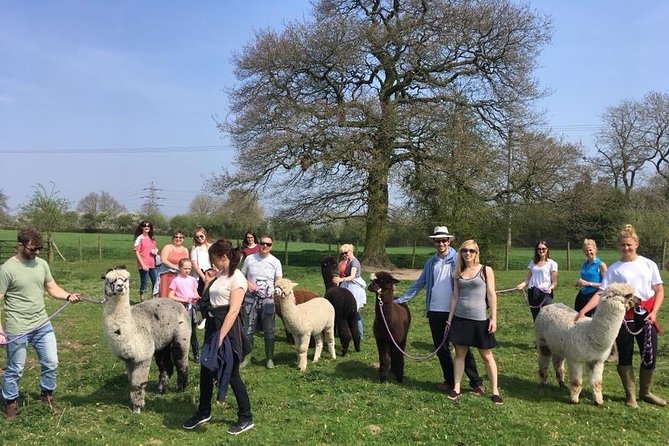 2-Hour Alpaca Farm Experience in Kenilworth - Highlights of the Alpaca Farm