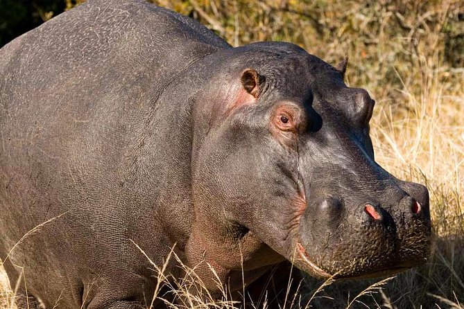 2-Hour Game Drive at the Plettenberg Bay Game Reserve - Customer Feedback and Reviews