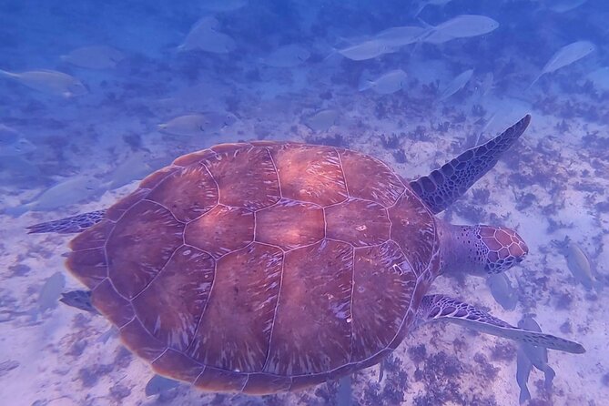 2-Hour Snorkeling in Two Spots of Tulums Reef - Meeting Point and Transportation