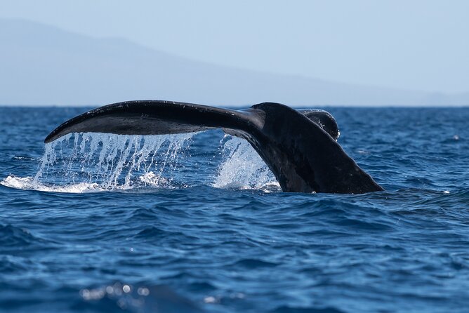 2 Hour Waikiki Whale Watching in Honolulu - Customer Experiences
