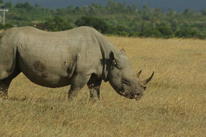 2 Nights 3 Days Masai Mara Safari Package - Wildlife Sightings