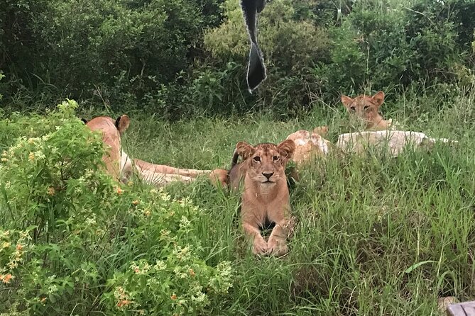 2 Nights 3 Days Safari to Mikumi National Park - Important Considerations and Tips