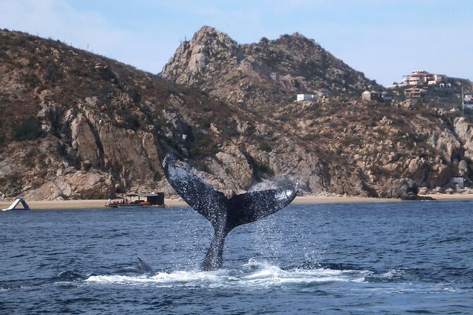2 Tank Combo Cabo Reserve & Corridor, Certified Divers With MANTA - Commitment to Improved Experiences
