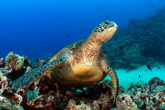 2 Tank Shore Dive at Sea Turtle Cove - Booking and Cancellation Policy