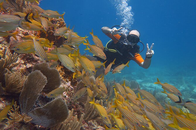 2 Tanks Dives Cancun Underwater Museum for Certified Divers - Dive Site 1: MUSA Underwater Museum