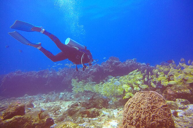 2 Tanks Scuba Diving in Punta Cancun Reefs for Certified Divers - Pricing and Booking