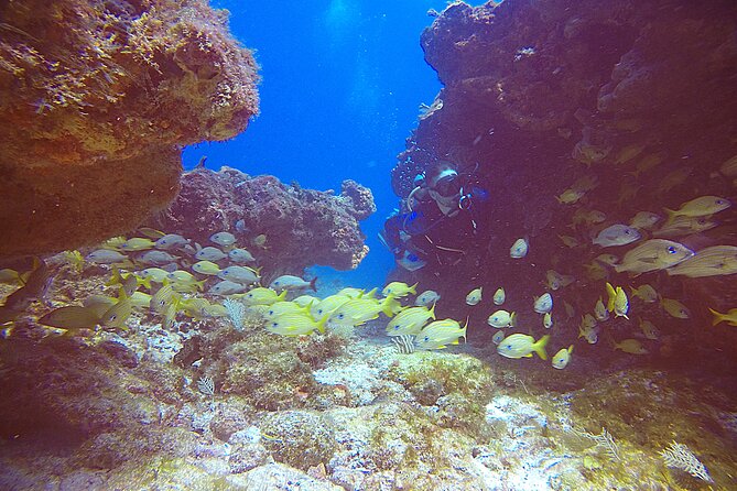 2 Tanks Scuba Diving Wreck and Reef in Cancun for Certified Divers - Reef Dive Site