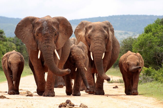 3 Day Kruger Safari With Panorama Tour From Johannesburg - Participant Guidelines