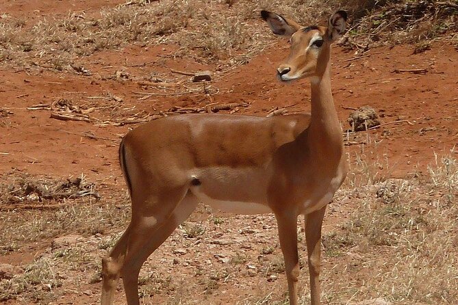 3 Day Maasai Mara Shared Safari - Daily Itinerary