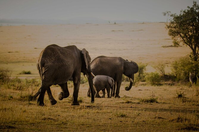 3-Day Masai Mara Budget Camping Safari - Frequently Asked Questions