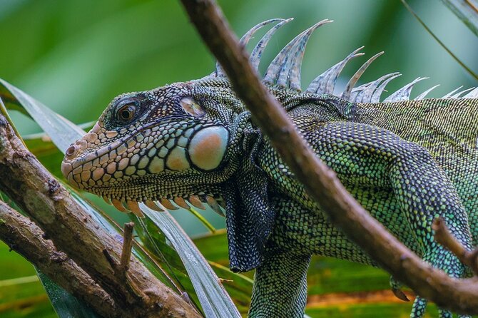 3 Day Pacaya Samiria Amazon Nature Reserve From Iquitos - Booking and Confirmation