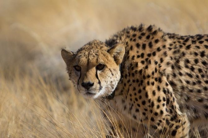 3-Day Sossusvlei Express Accommodated Safari From Swakopmund - Accommodation and Amenities