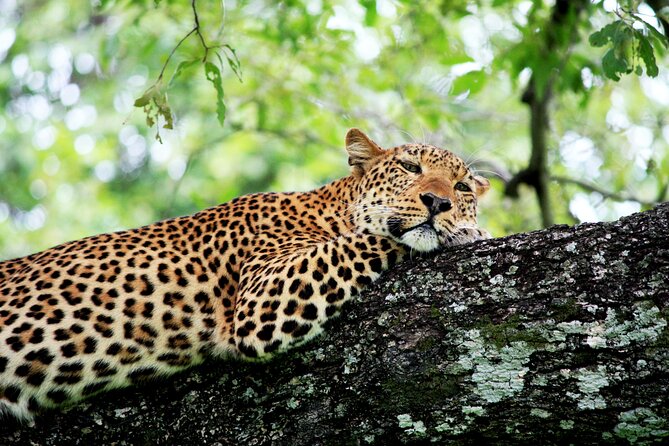 3 Days Amzing Safari in Tarangire and Nngorongoro - Transportation Details