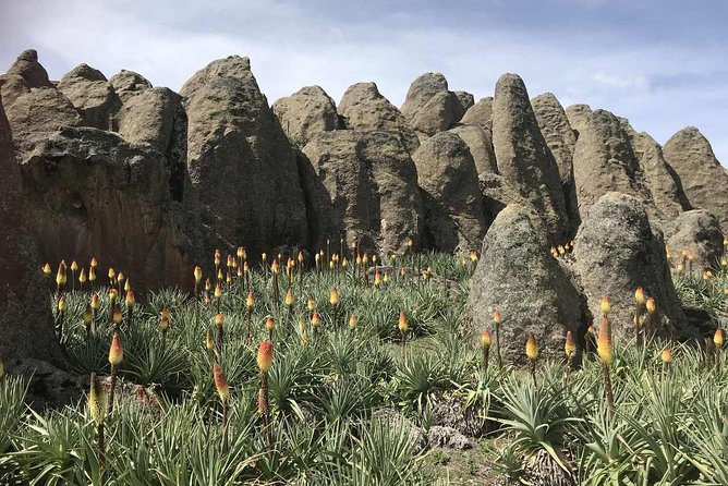 3 Days Bale Mountains Trekking - Booking and Cancellation Policy