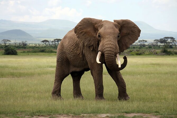 3 Days Big Five Unforgetable Lodging Tanzania Safari - Exploring the Big Five