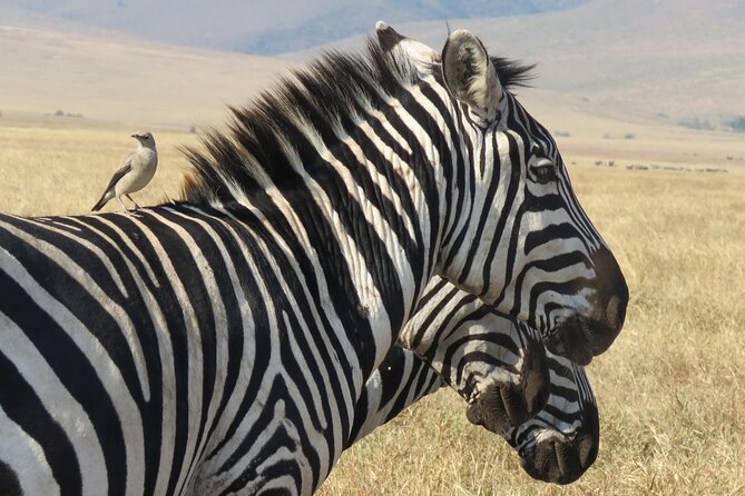 3 Days Exploring Serengeti & Ngorongoro Crater From Arusha - Booking Information