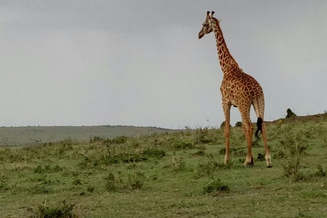 3 Days Maasai Mara Budget Group Safari - Pickup and Confirmation