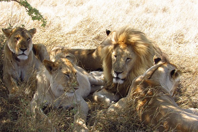3 Days Masai Mara Tented Camp & Transport 4 X 4 Jeep - Highlights of the Masai Mara