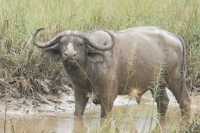 3 Days Murchison Falls Park Uganda - Wildlife Viewing