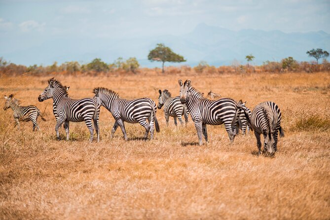 3 Days Private Mikumi National Park Wildlife Encounter Safari Tour - Pickup and Operating Hours