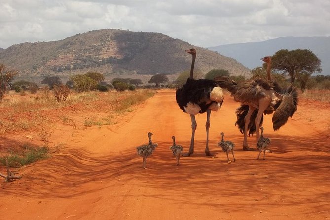 3 Days Red Elephant Safari - Accessibility Considerations