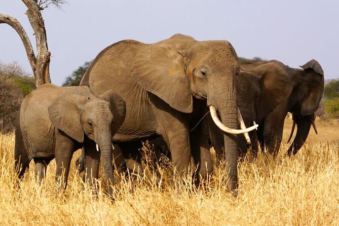 3 Days Serengeti and Ngorongoro Crater Safari From Mwanza to Arusha - Booking and Pricing Information