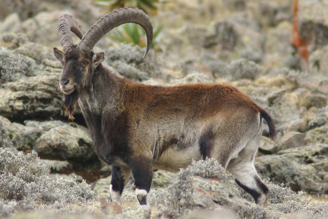 3 Days Simien Mountains Trekking - Traveler Requirements and Restrictions