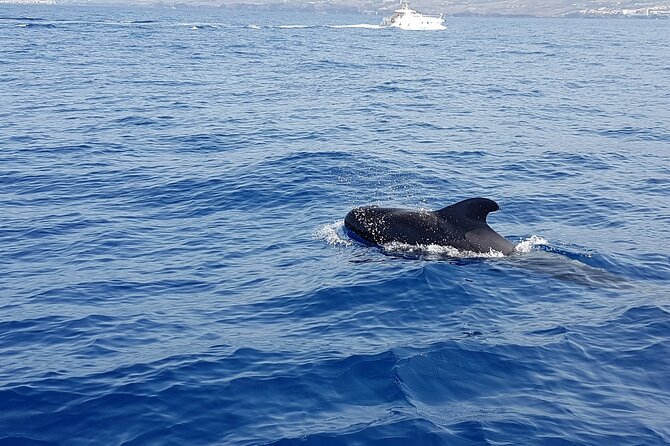 3-Hour Excursion to Puerto Colón Adeje to See Whales - Customer Support
