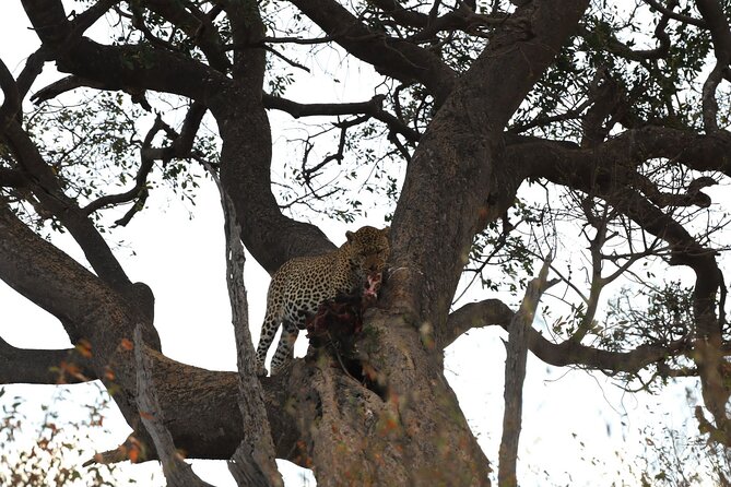 3days/2nights Group Joining Masai Mara - Pricing and Booking