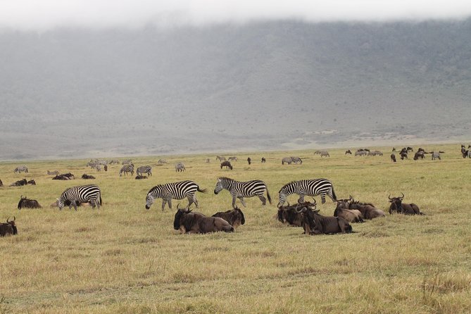 3DAYS Safari to Tarangire Ngorongoro and Manyara Lodge Safari - Safari Guide and Transportation