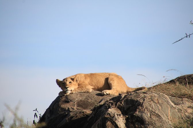 4 Day 3 Nights Tanzania Serengeti and Ngorongoro Safari - Pricing and Cancellation Policy