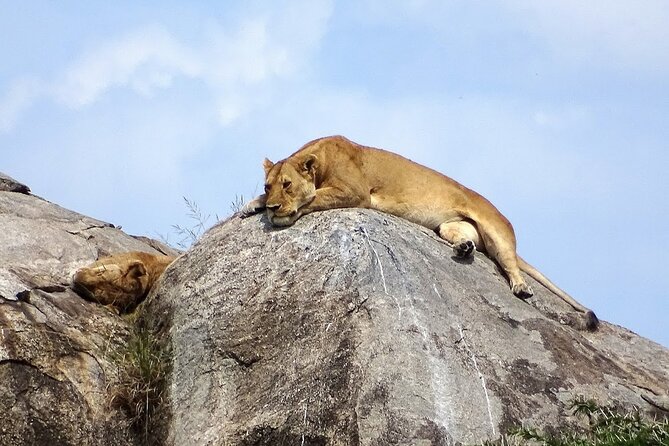 4-Day Camping on the Big Five Private Safari - Pricing Details