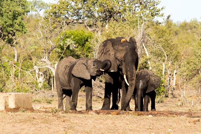 4 Day Classic Kruger National Park Safari - What to Expect
