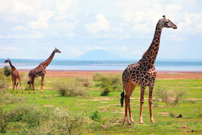 4 Day Great Migration Safari Serengeti & Ngorongoro Crater - Accommodation and Dining