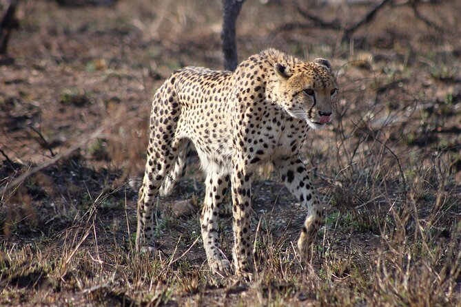 4 Day Kruger National Park Tour - Booking and Cancellation