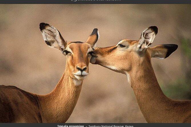 4-Day Masai Mara - Luxury Private Safari (Jeep) - Pricing and Cancellation Policy