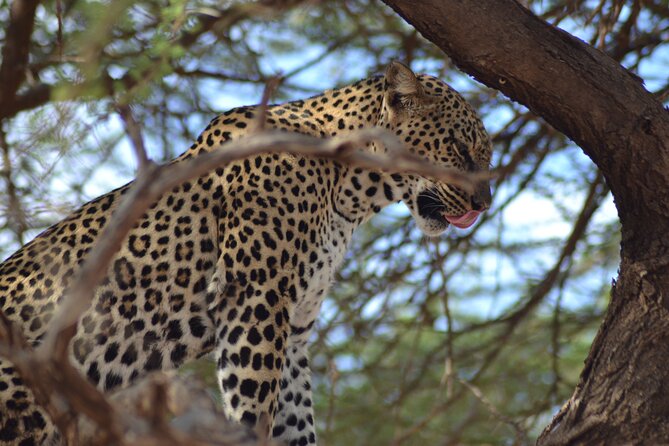 4 Day Private Masai Mara Flight Safari Tour From Nairobi - Booking and Cancellation