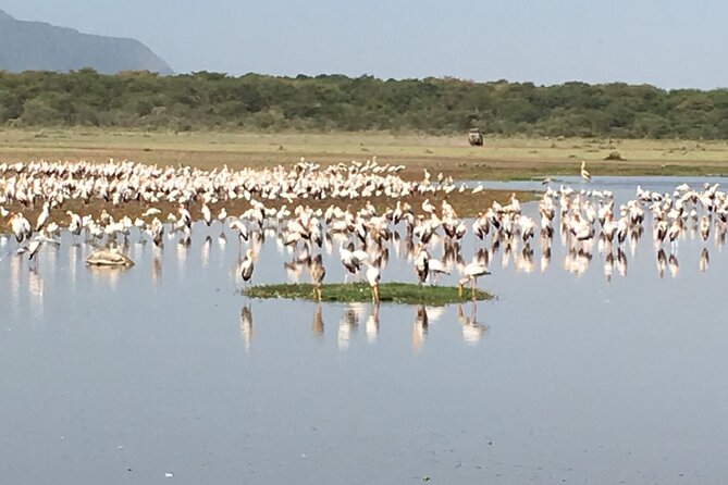 4-Day Safari From Arusha: Tarangire, Serengeti and Ngorongoro - Traveler Reviews and Ratings