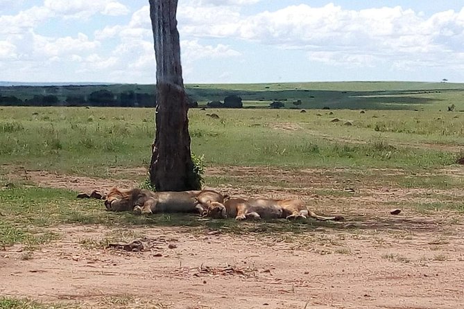 4-Day Safari: Lake Manyara, Serengeti & Ngorongoro - Accommodation and Dining Options